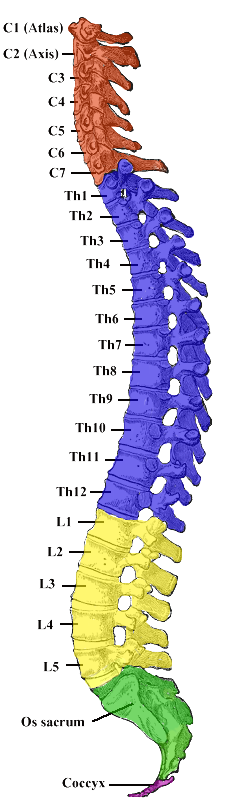 Gerinc csigolyák